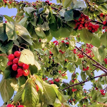 Borghetto La Radice ファームステイ *