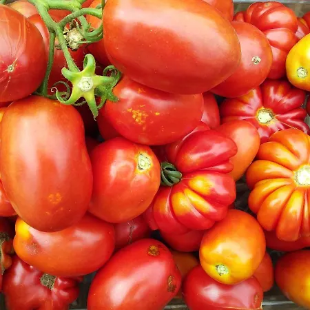 Borghetto La Radice Farm stay *