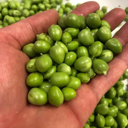 Borghetto La Radice Farm stay