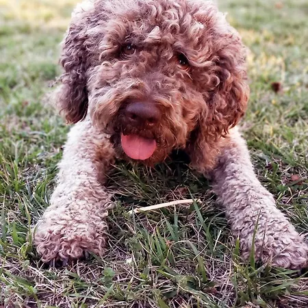 Borghetto La Radice 팜스테이 로카베라노