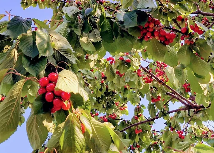 Borghetto La Radice Vakantieboerderij *