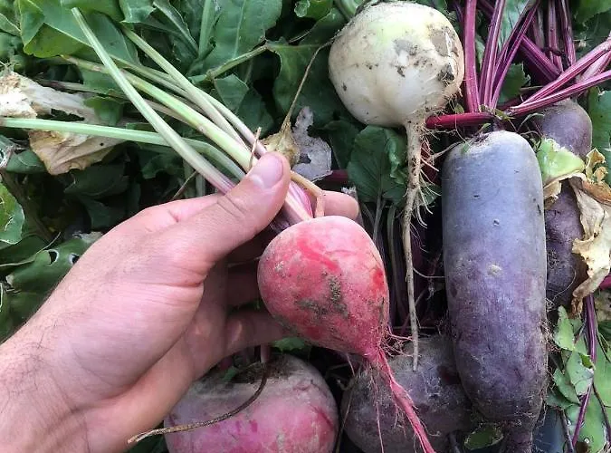 Vakantieboerderij Borghetto La Radice *